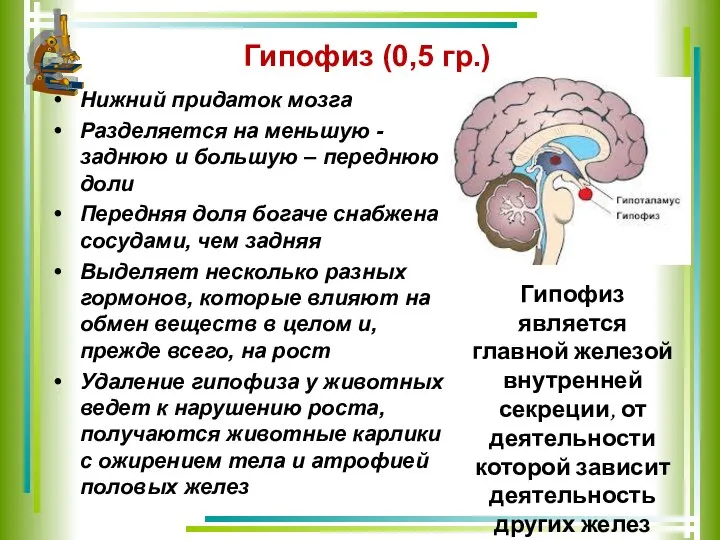 Гипофиз (0,5 гр.) Нижний придаток мозга Разделяется на меньшую - заднюю и