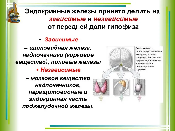 Эндокринные железы принято делить на зависимые и независимые от передней доли гипофиза