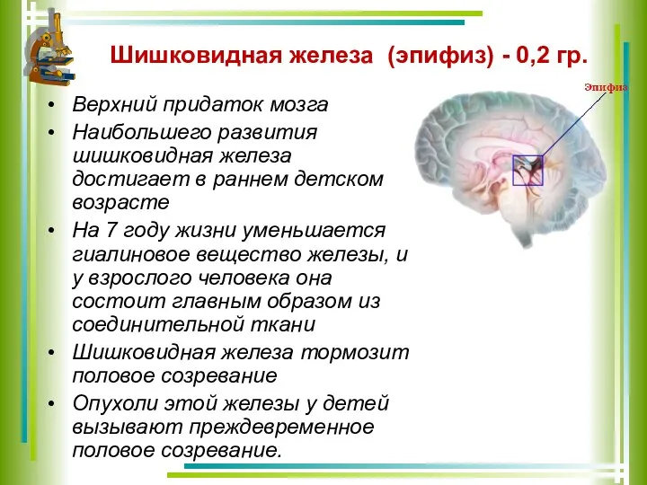 Шишковидная железа (эпифиз) - 0,2 гр. Верхний придаток мозга Наибольшего развития шишковидная