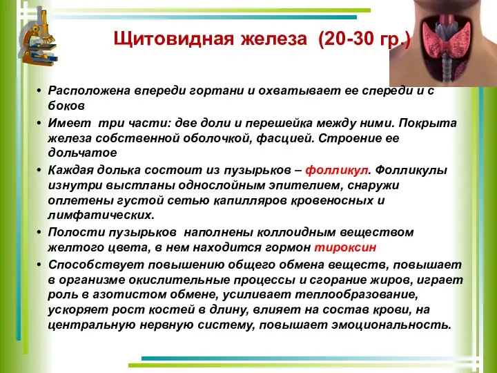 Щитовидная железа (20-30 гр.) Расположена впереди гортани и охватывает ее спереди и