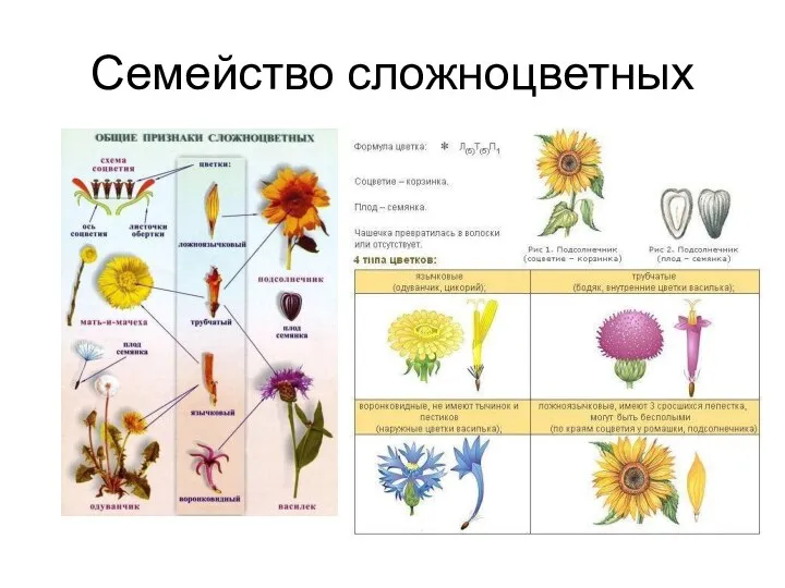 Семейство сложноцветных