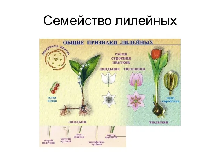 Семейство лилейных