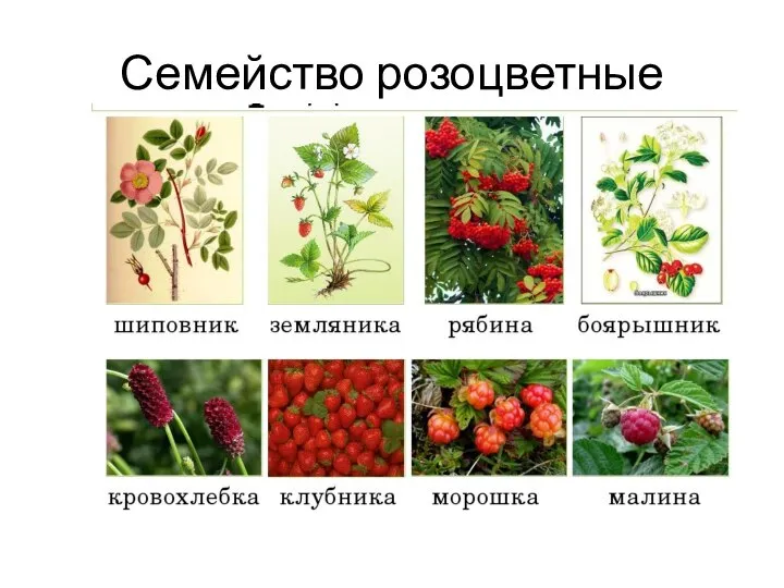 Семейство розоцветные