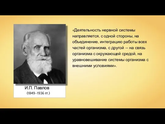 И.П. Павлов (1849–1936 гг.) «Деятельность нервной системы направляется, с одной стороны, на