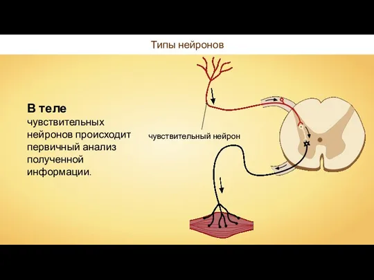 Типы нейронов В теле чувствительных нейронов происходит первичный анализ полученной информации.