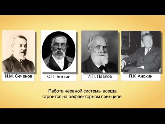 И.П. Павлов И.М. Сеченов П.К. Анохин Работа нервной системы всегда строится на рефлекторном принципе.