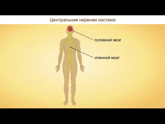 Центральная нервная система