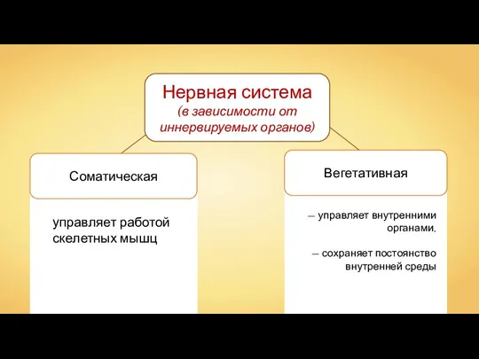 — управляет внутренними органами, — сохраняет постоянство внутренней среды Нервная система (в зависимости от иннервируемых органов)