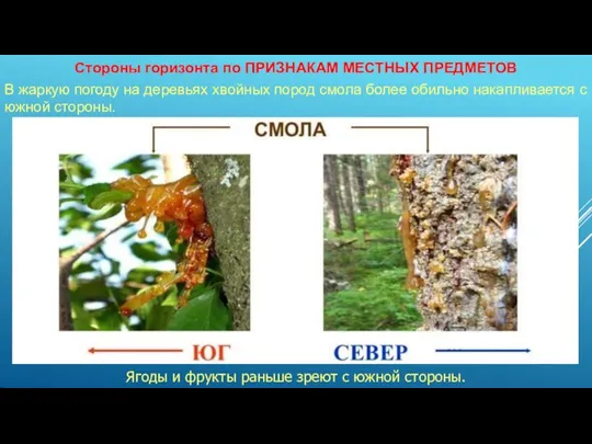 Стороны горизонта по ПРИЗНАКАМ МЕСТНЫХ ПРЕДМЕТОВ В жаркую погоду на деревьях хвойных