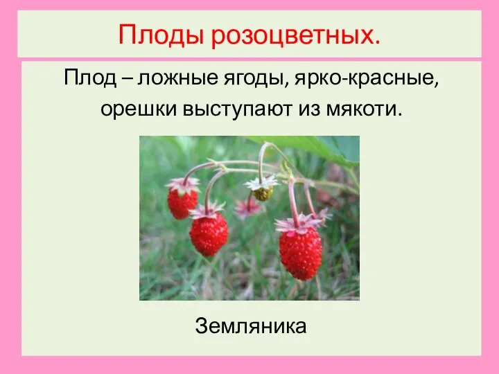 Плоды розоцветных. Плод – ложные ягоды, ярко-красные, орешки выступают из мякоти. Земляника