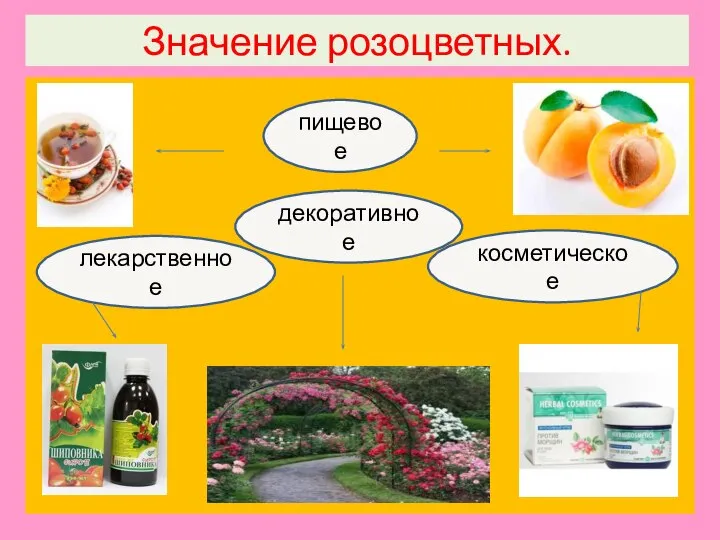 Значение розоцветных. пищевое декоративное косметическое лекарственное