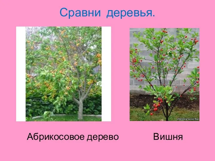 Сравни деревья. Абрикосовое дерево Вишня