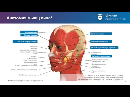Анатомия мышц лица1