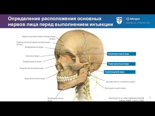 Определение расположения основных нервов лица перед выполнением инъекции Надглазничный нерв (медиальная ветвь)