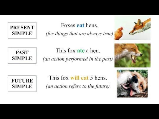 Foxes eat hens. (for things that are always true) FUTURE SIMPLE PAST SIMPLE PRESENT SIMPLE