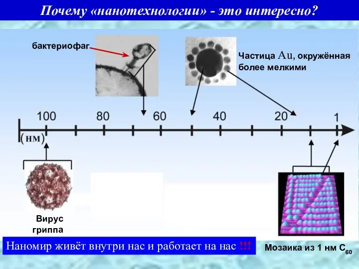 Почему «нанотехнологии» - это интересно? бактериофаг Вирус гриппа Частица Au, окружённая более мелкими