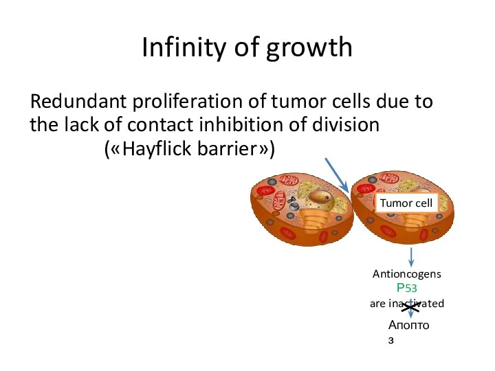 Infinity of growth Redundant proliferation of tumor cells due to the lack