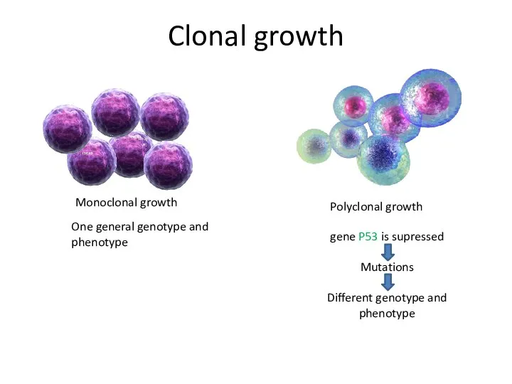 Clonal growth Monoclonal growth Polyclonal growth gene P53 is supressed Mutations Different