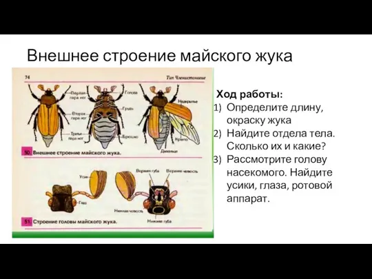 Внешнее строение майского жука Ход работы: Определите длину, окраску жука Найдите отдела