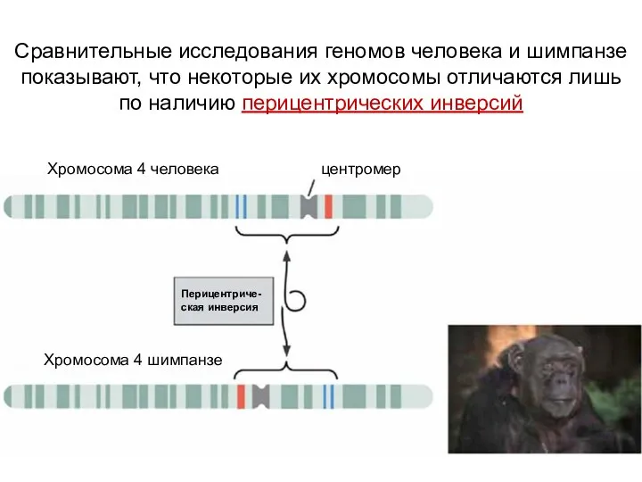 Хромосома 4 человека Хромосома 4 шимпанзе Перицентриче-ская инверсия центромер Сравнительные исследования геномов