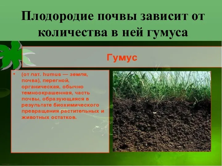 Плодородие почвы зависит от количества в ней гумуса