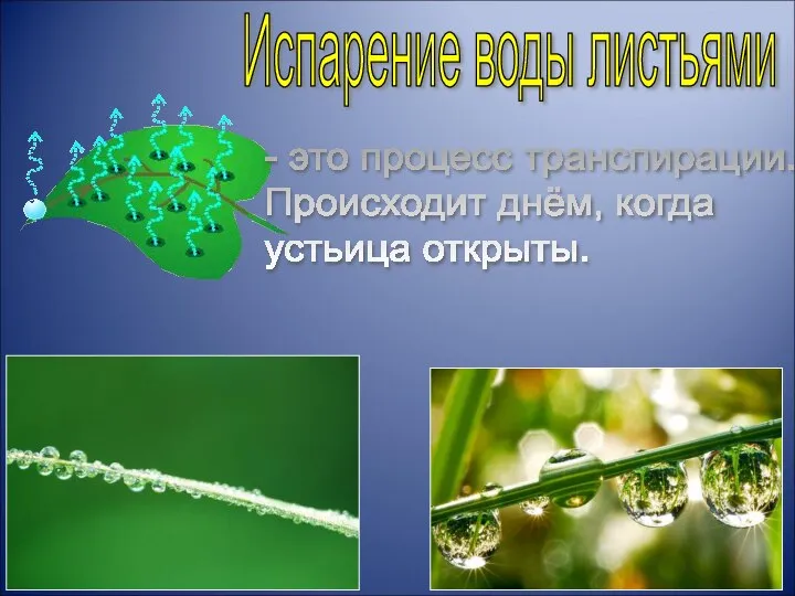 Испарение воды листьями - это процесс транспирации. Происходит днём, когда устьица открыты.