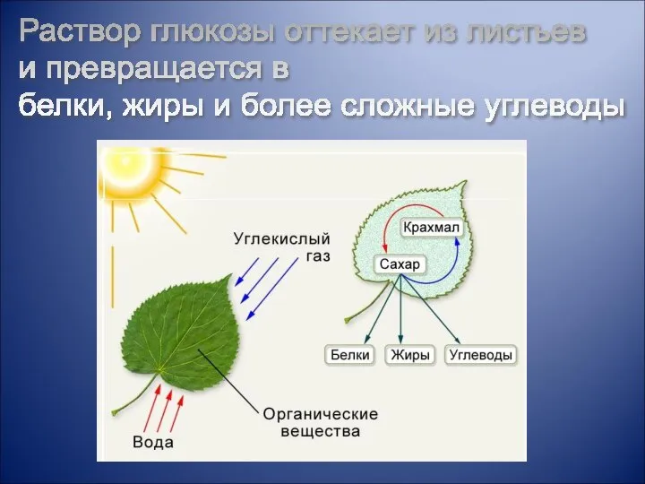 Раствор глюкозы оттекает из листьев и превращается в белки, жиры и более сложные углеводы