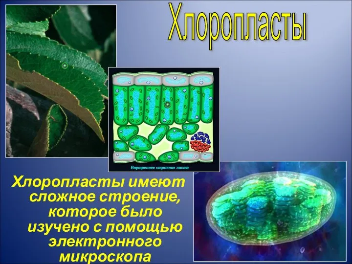 Хлоропласты имеют сложное строение, которое было изучено с помощью электронного микроскопа Хлоропласты