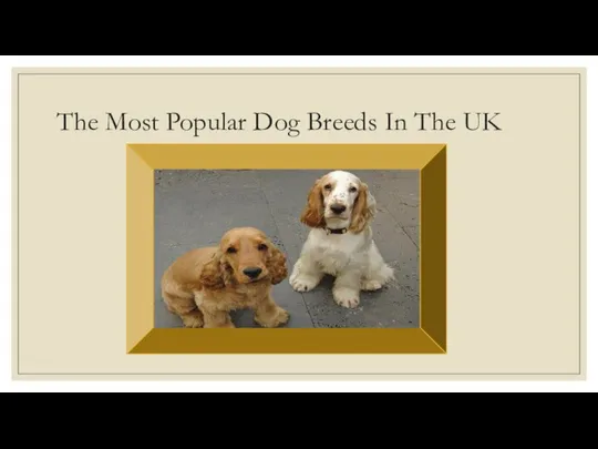 The Most Popular Dog Breeds In The UK