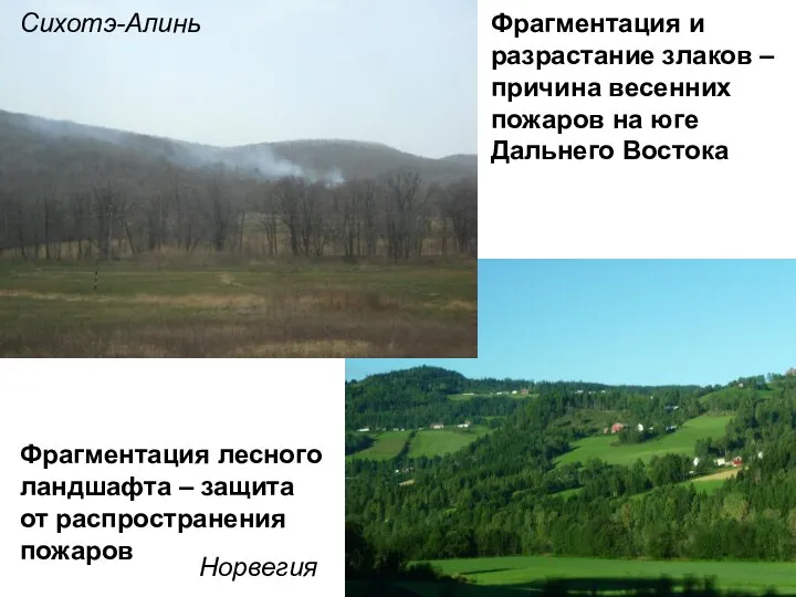 Фрагментация лесного ландшафта – защита от распространения пожаров Фрагментация и разрастание злаков