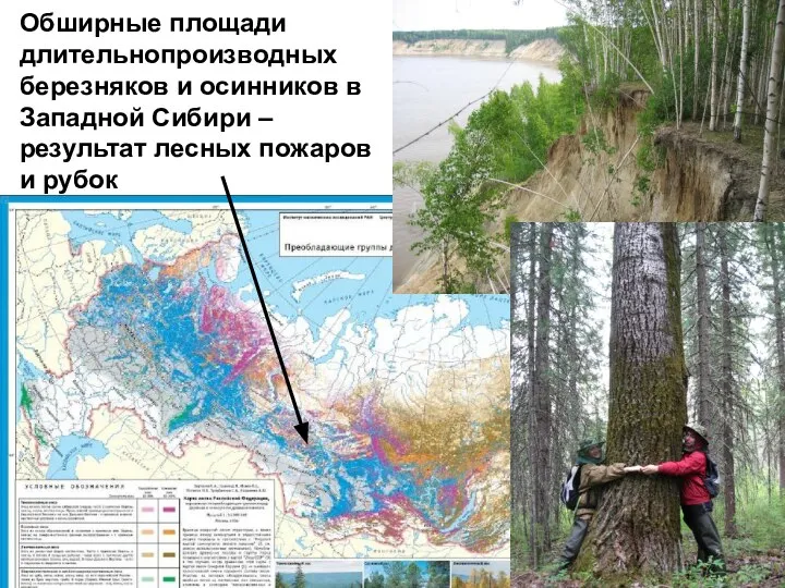 Обширные площади длительнопроизводных березняков и осинников в Западной Сибири – результат лесных пожаров и рубок