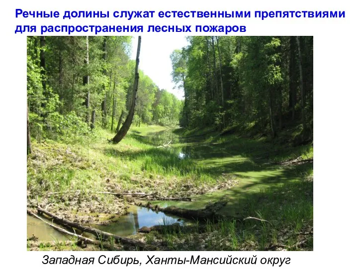 Речные долины служат естественными препятствиями для распространения лесных пожаров Западная Сибирь, Ханты-Мансийский округ