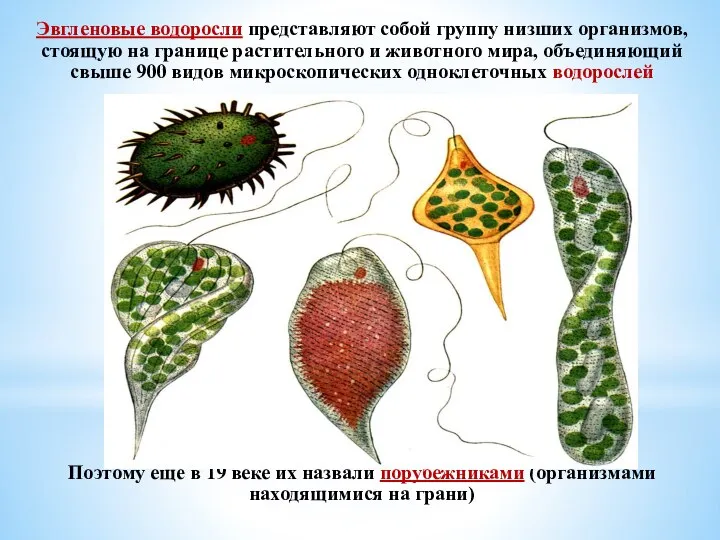 Эвгленовые водоросли представляют собой группу низших организмов, стоящую на границе растительного и