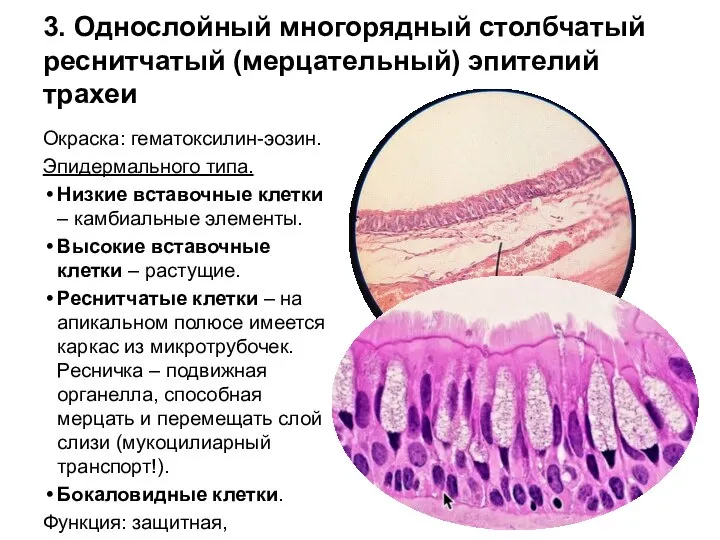3. Однослойный многорядный столбчатый реснитчатый (мерцательный) эпителий трахеи Окраска: гематоксилин-эозин. Эпидермального типа.