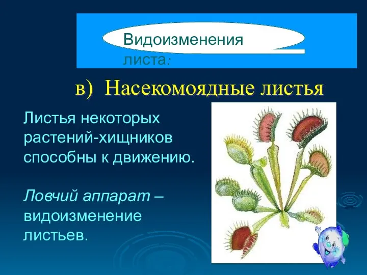 в) Насекомоядные листья Видоизменения листа: Листья некоторых растений-хищников способны к движению. Ловчий аппарат – видоизменение листьев.