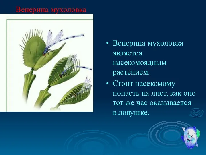 Венерина мухоловка является насекомоядным растением. Стоит насекомому попасть на лист, как оно