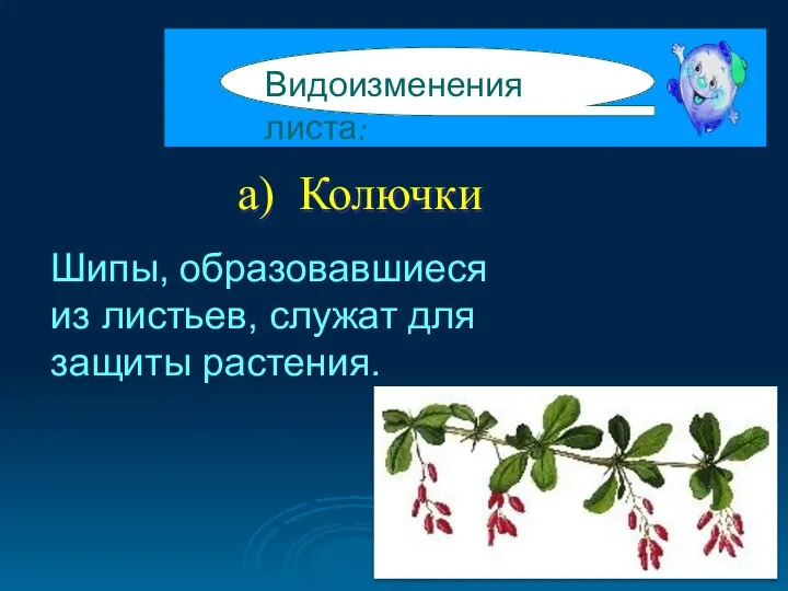 а) Колючки Видоизменения листа: Шипы, образовавшиеся из листьев, служат для защиты растения.