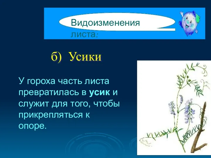 б) Усики Видоизменения листа: У гороха часть листа превратилась в усик и