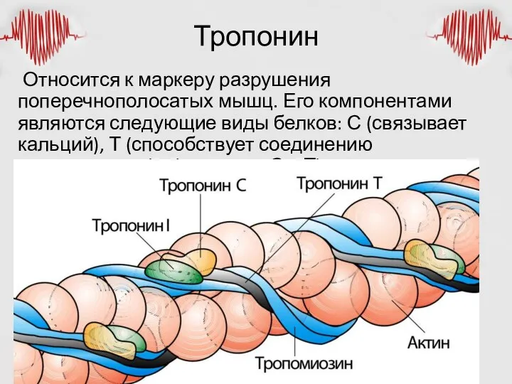 Тропонин Относится к маркеру разрушения поперечнополосатых мышц. Его компонентами являются следующие виды