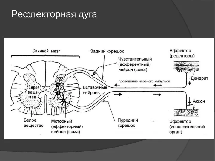 Рефлекторная дуга