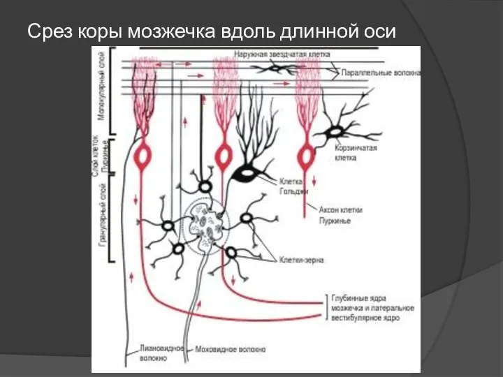 Срез коры мозжечка вдоль длинной оси