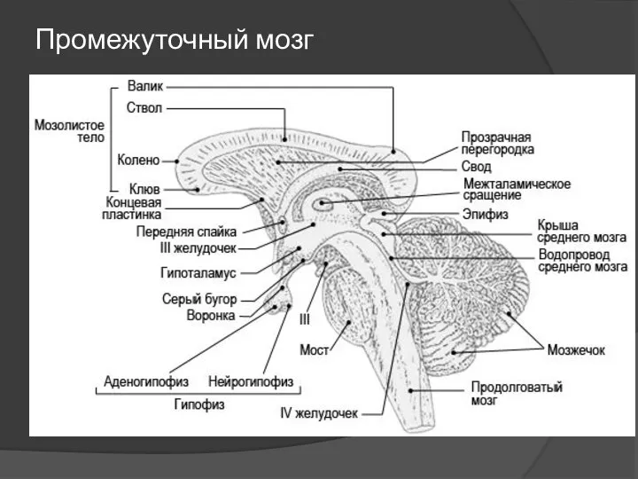 Промежуточный мозг