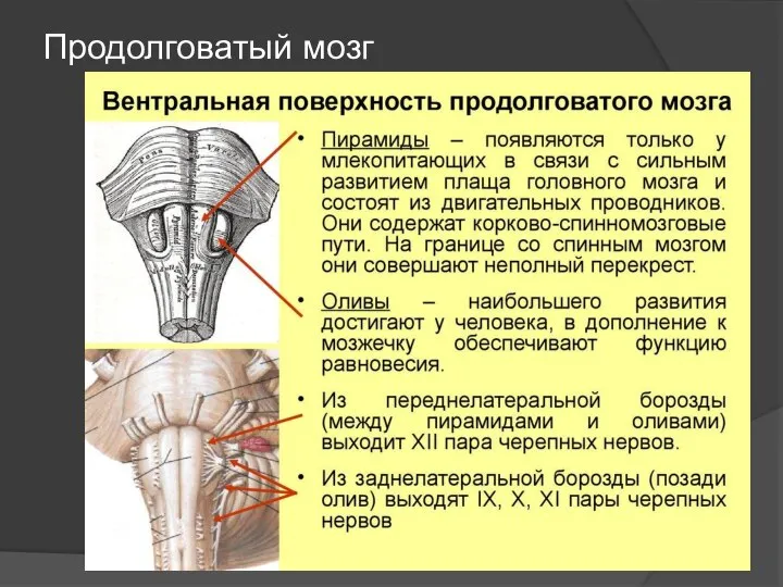 Продолговатый мозг