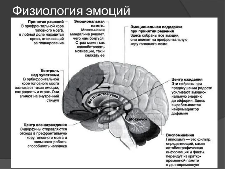 Физиология эмоций