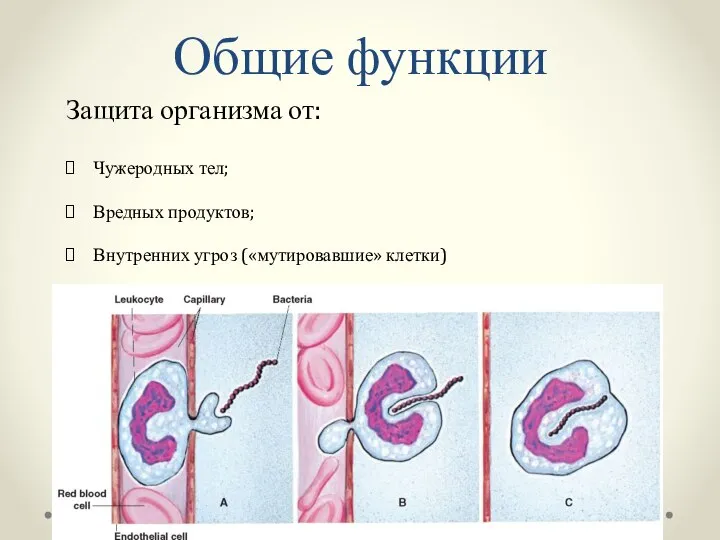 Общие функции Защита организма от: Чужеродных тел; Вредных продуктов; Внутренних угроз («мутировавшие» клетки)