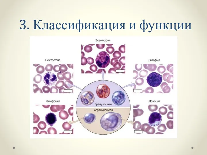 3. Классификация и функции