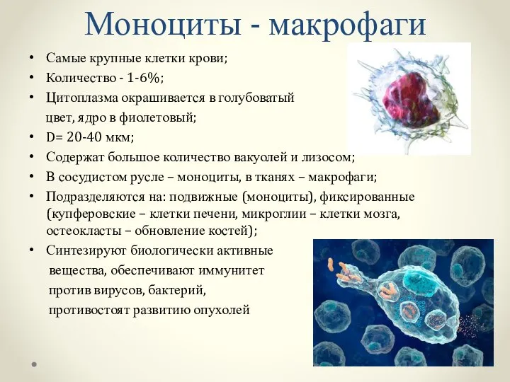 Моноциты - макрофаги Самые крупные клетки крови; Количество - 1-6%; Цитоплазма окрашивается