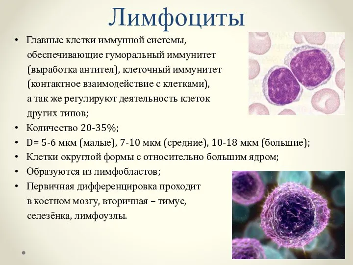 Лимфоциты Главные клетки иммунной системы, обеспечивающие гуморальный иммунитет (выработка антител), клеточный иммунитет