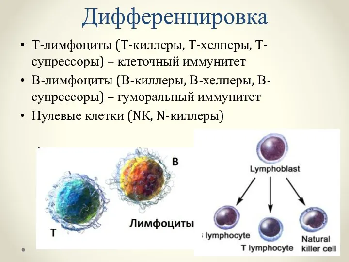 Дифференцировка Т-лимфоциты (Т-киллеры, Т-хелперы, Т-супрессоры) – клеточный иммунитет В-лимфоциты (В-киллеры, В-хелперы, В-супрессоры)