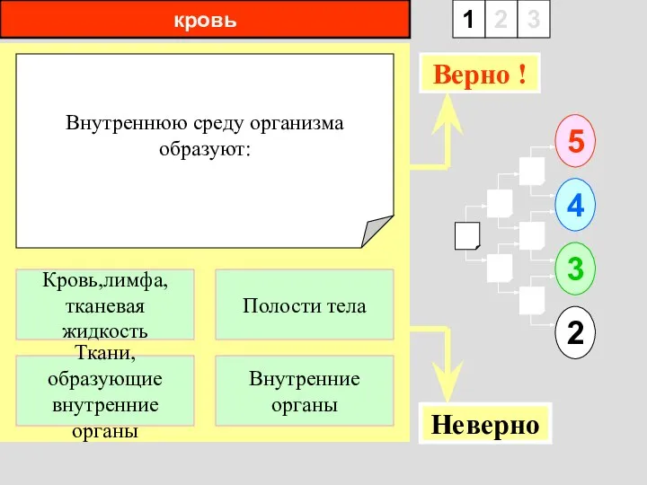 кровь Внутреннюю среду организма образуют: 1 Ткани, образующие внутренние органы Внутренние органы